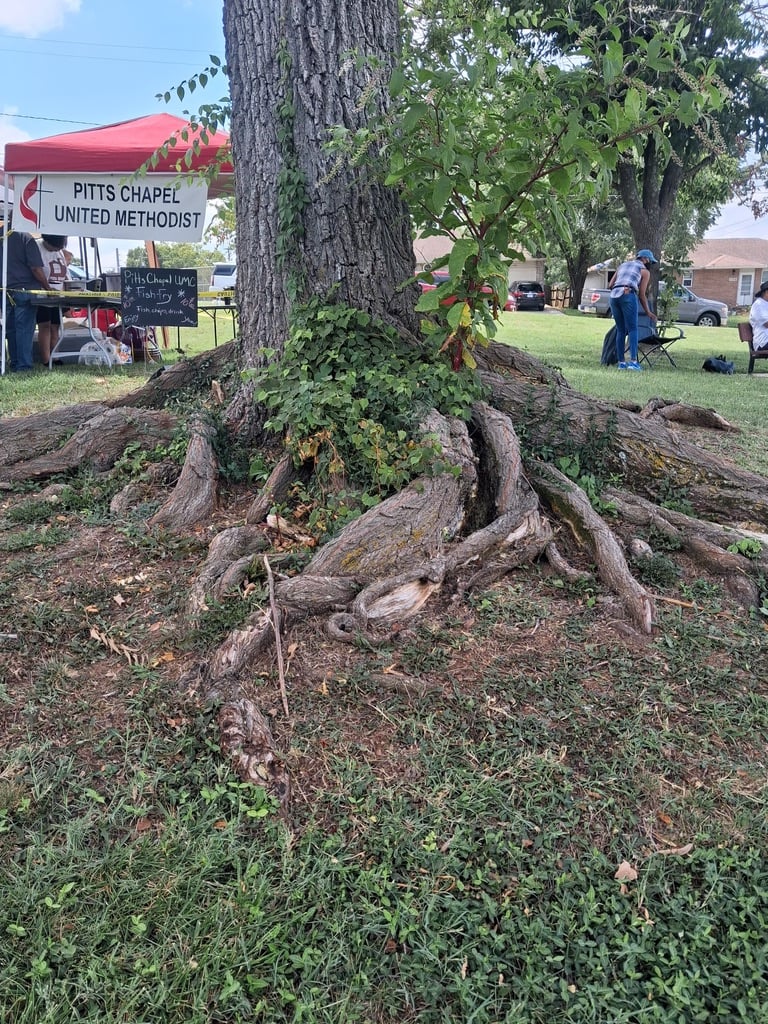 A large shade tree with thick roots pushed up through the soil and spreading across the lawn at its base.