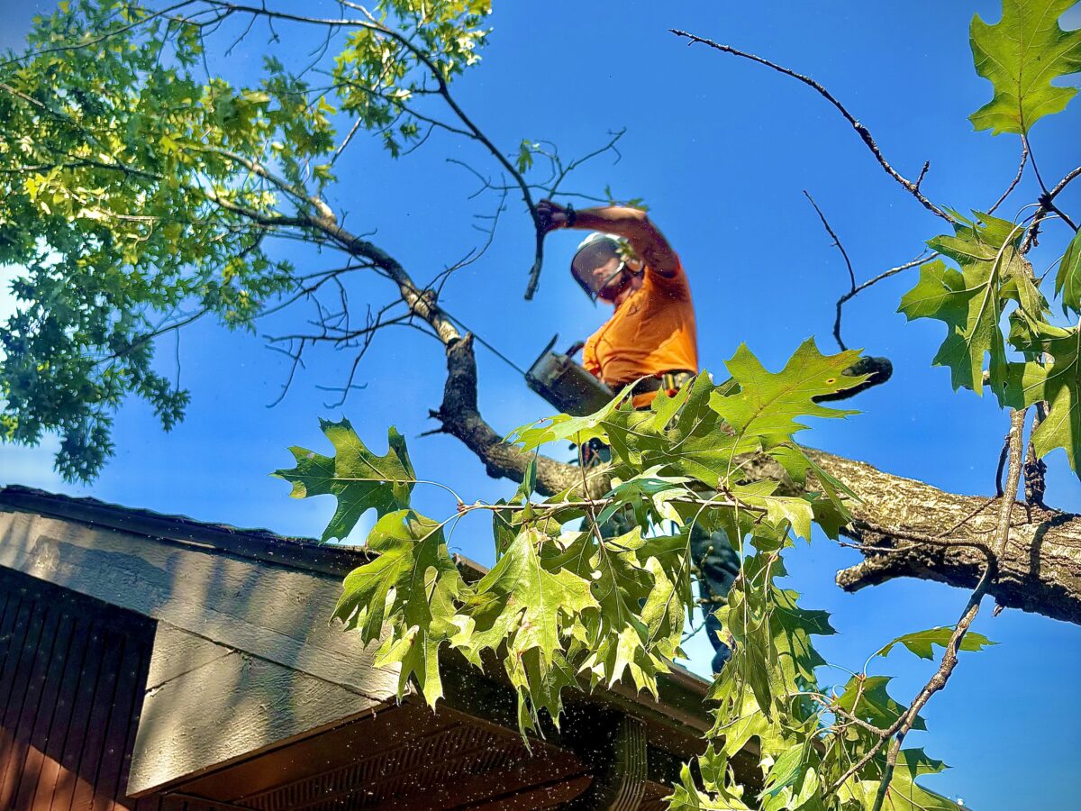 Trufast climber in an orange shirt and helmet trimming an oak limb with a chainsaw above a house roofline.