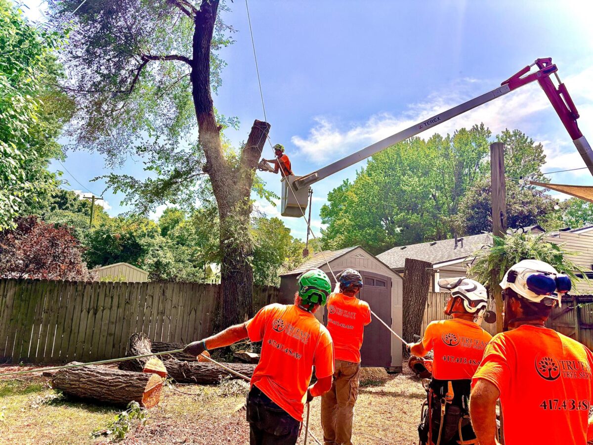 Trufast arborist in a bucket truck cutting down a tall trunk in a backyard while four ground crew in orange Trufast shirts hold the rigging ropes.