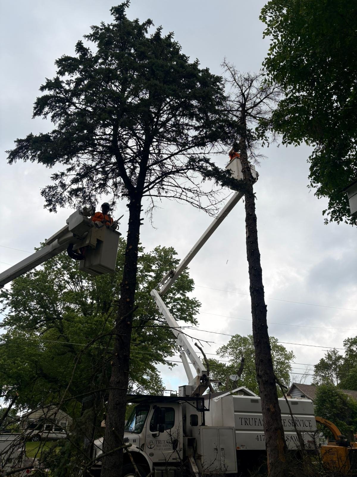 Two Trufast bucket trucks working at once, one climber trimming an evergreen and the other taking down a dead tree beside it