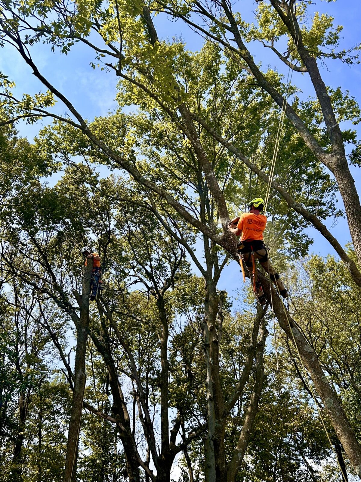 Two Trufast climbers roped in on side-by-side stems high in a tall stand of trees, one making a cut with sawdust flying while the other works his own stem.