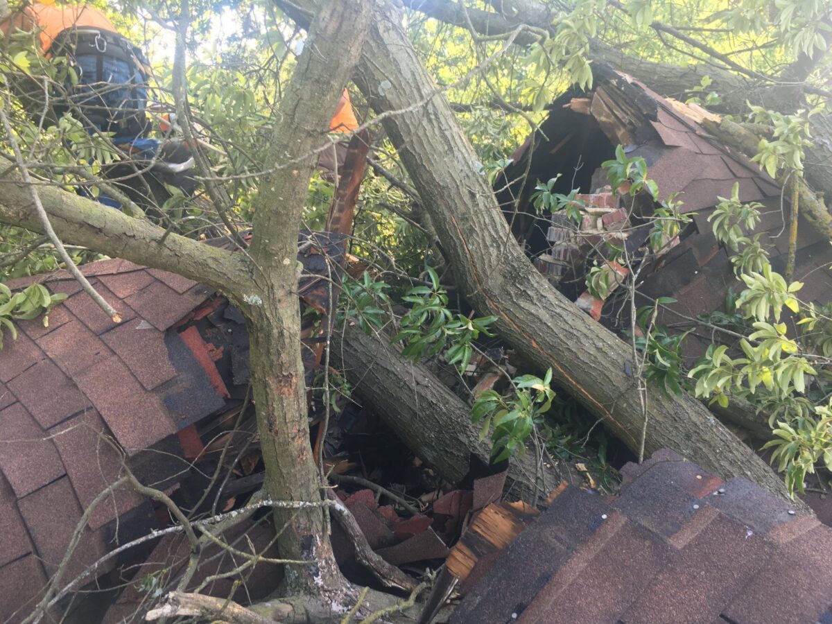 Two trunks driven through a shingled roof, the chimney crushed, a Trufast climber working in the branches above.