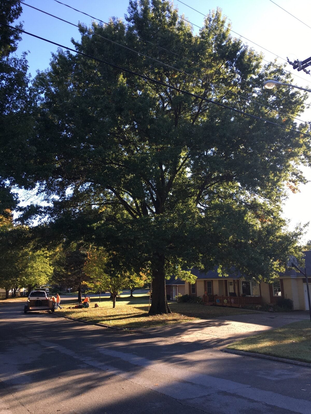 A big, well-shaped oak after trimming, shading an older house, with Trufast crew cleaning up beneath it